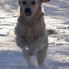 Golden retriever Thor