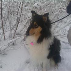 Collie langhåret Fie