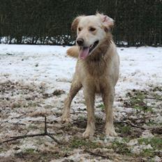 Blanding af racer | Laban