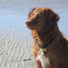 Nova scotia duck tolling retriever Malou
