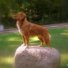Nova scotia duck tolling retriever Malou