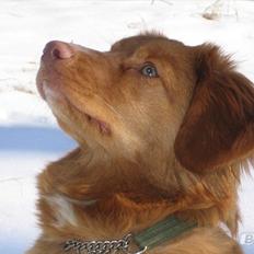 Nova scotia duck tolling retriever Malou