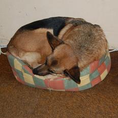 Schæferhund Team Paka´s First Fancy