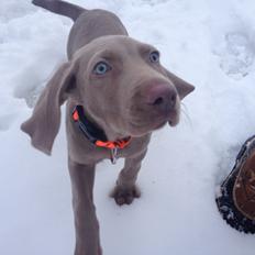 Weimaraner Canto