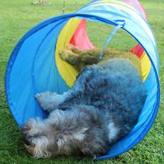 Bearded collie Savoy[Shetlanas Inside Player]