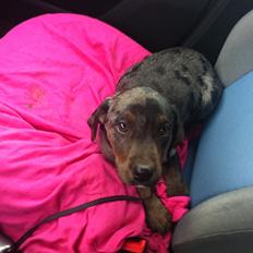 Blanding af racer Sofus