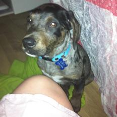 Blanding af racer Sofus