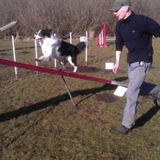 Border collie Patchie