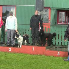 Border collie Patchie