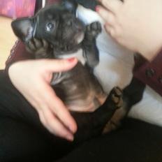 Fransk bulldog Herbert RIP ??