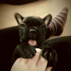 Fransk bulldog Herbert RIP ??