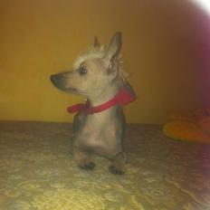 Chinese crested hårløs Børge