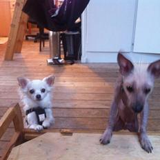 Chinese crested hårløs Børge