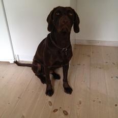 Blanding af racer Malou