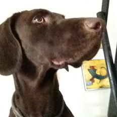 Blanding af racer Malou