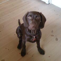 Blanding af racer Malou