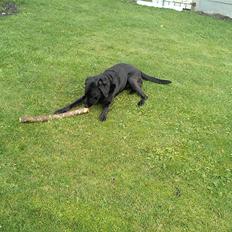 Labrador retriever Dalton