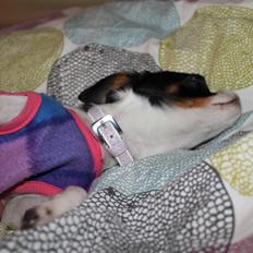 Blanding af racer Cajza