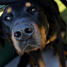 Beauceron Satchmo`s Yappi