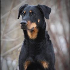 Beauceron Satchmo`s Yappi