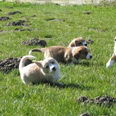 Welsh corgi cardigan Foxie (Arddun Copine Carrot)