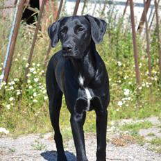 Labrador retriever Mikkel