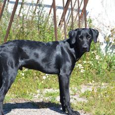 Labrador retriever Mikkel