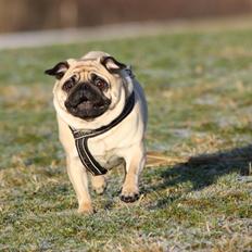 Mops Agnes (Den smukkeste stjerne på hundehimlen)