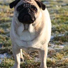 Mops Agnes (Den smukkeste stjerne på hundehimlen)