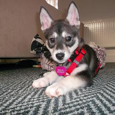 Siberian husky Malou