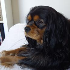 Cavalier king charles spaniel Shadow