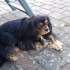 Cavalier king charles spaniel Shadow