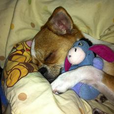 Chihuahua Mr. Piggy R.I.P