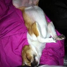 Chihuahua Mr. Piggy R.I.P