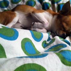 Chihuahua Mr. Piggy R.I.P