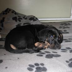 Blanding af racer Viggo