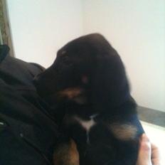 Blanding af racer Viggo