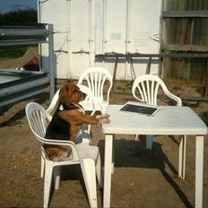 Beagle Famous Joker Never Say Never