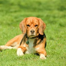 Beagle Famous Joker Never Say Never