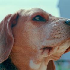 Beagle Famous Joker Never Say Never