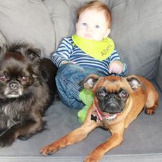 Griffon petit brabancon Minni