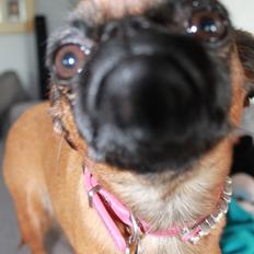 Griffon petit brabancon Minni