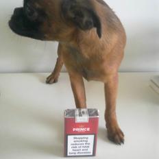 Griffon petit brabancon Minni