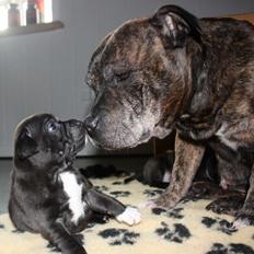 Staffordshire bull terrier Enodden's You Are My Sunshine - Aya