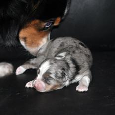 Miniature Australian Shepherd Heartbreakers Blackie