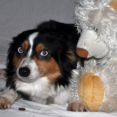 Miniature Australian Shepherd Heartbreakers Blackie