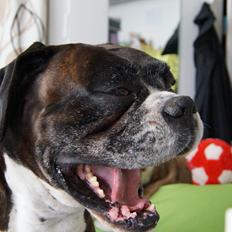 Boxer Rysse (Ikke mere min)