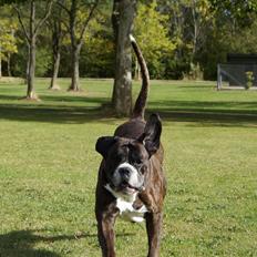 Boxer Rysse (Ikke mere min)