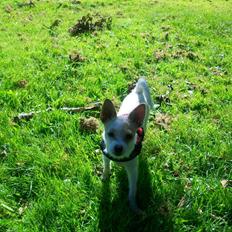 Blanding af racer Lilly