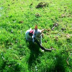 Blanding af racer Lilly